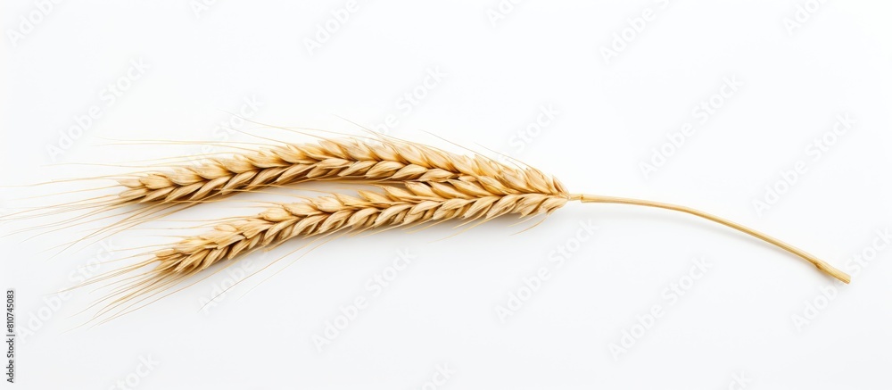 Poster a single stalk of wheat stands alone on a white background leaving plenty of empty space around it f