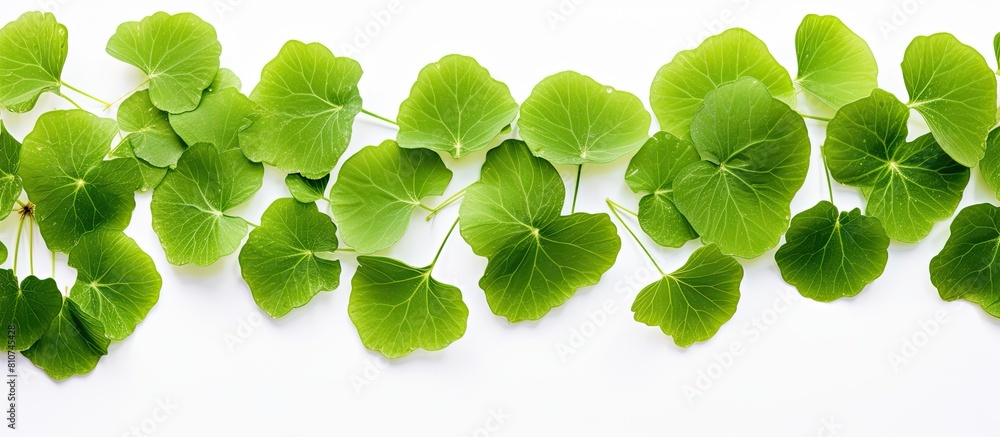 Poster The image showcases Centella Asiatica leaves on a white background with a border providing ample copy space