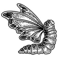 Caterpillar with butterfly wings sketch PNG