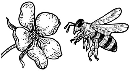 bee flies to flower sketch PNG illustration