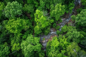 A birds eye view of a dense forest with a meandering stream visible through the tree canopy