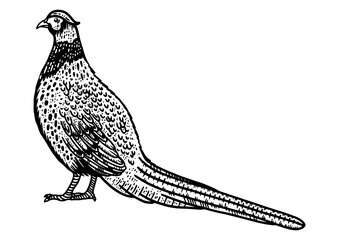 Common pheasant bird sketch PNG illustration