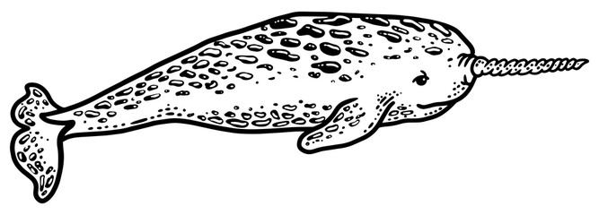 Narwhal sea animal sketch PNG illustration © Oleksandr Pokusai