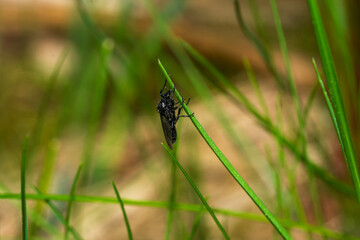 Fototapeta premium dragonfly on a leaf