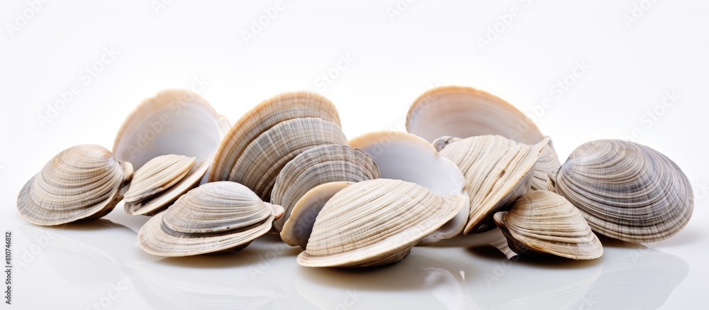 Poster A copy space image of clams set against a white background