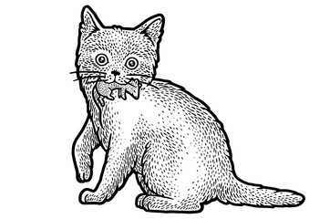 kitten with mouse in mouth sketch PNG