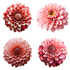 Gerbera flowers cutout transparent background.