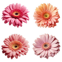 Gerbera flowers cutout transparent background.