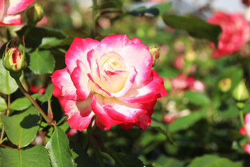 bright two-color park rose in white and red coloring