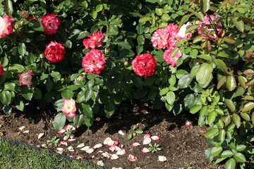 Blooming park white and red roses drop faded petals to the ground