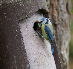 Blaumeise mit einer Raupe zum Füttern am Nistkasten