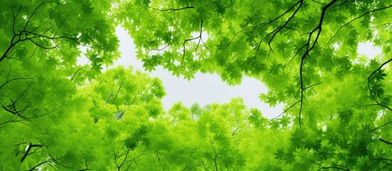 Fototapeta premium The fresh green image of the Maples provides a picturesque view with plenty of copy space