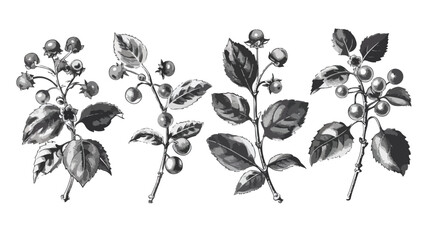 Four of realistic detailed monochrome berries vector