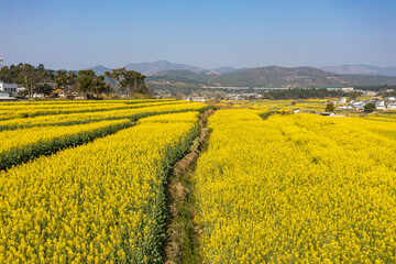 Aerial photography of the pastoral scenery of rapeseed flowers in Bingma Township, Yunnan