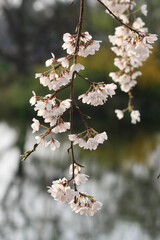 연지못 수양벚꽃나무