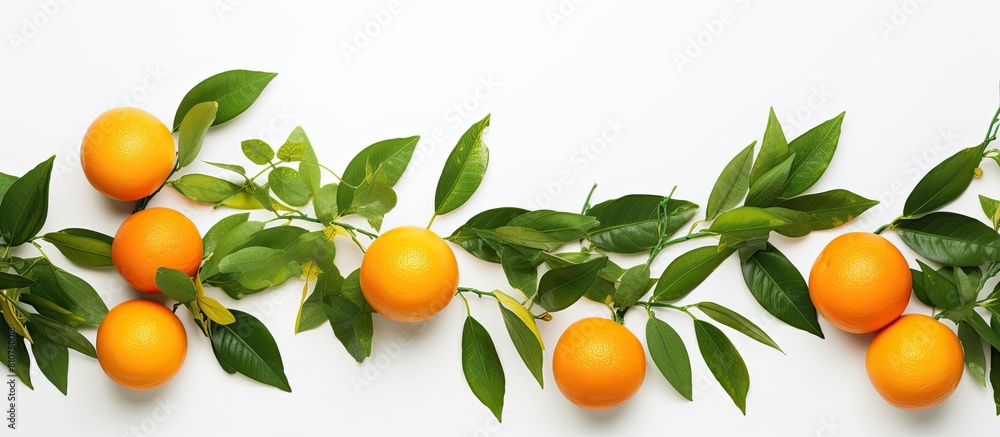 Poster Copy space image of an isolated orange or tangerine with vibrant leaves on a white background perfectly suited for your text placement Viewed from the top presented in a pleasing flat lay style