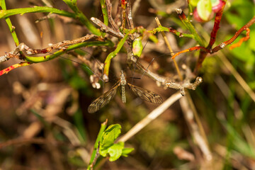 dragonfly on a branch