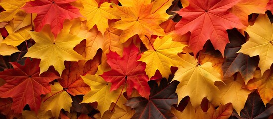 A vibrant mix of red and yellow maple leaves adorns the fall landscape creating a stunning and...