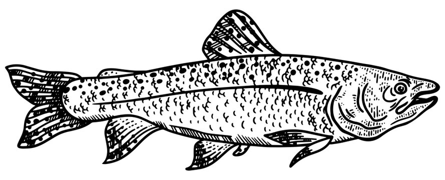 recommend clip art: salmon fish sketch engraving PNG illustration. T-shirt apparel print design. Scratch board imitation. Black and white hand drawn image.