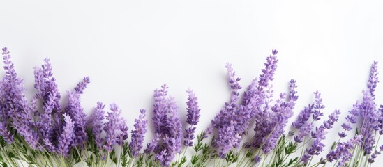 Obraz premium Copy space image of a white background adorned with vibrant lavender herbs