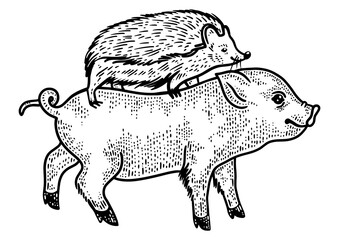 hedgehog riding a pig sketch engraving PNG illustration. T-shirt apparel print design. Scratch board imitation. Black and white hand drawn image.