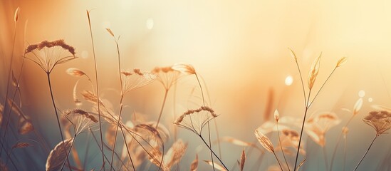 Vintage retro image of an autumn abstract background with meadow plants at sunset providing a serene copy space
