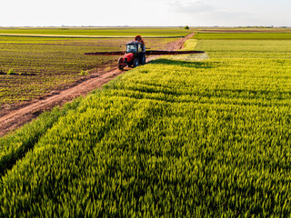 Aerial view of a farmer driving a tractor on a rural path between vibrant wheat green crops