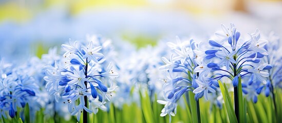 Scilla luciliae the initial white spring flowers can be seen against a softly focused spring backdrop Ample space for text is available