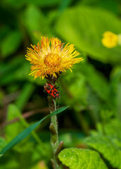 dandelion flower