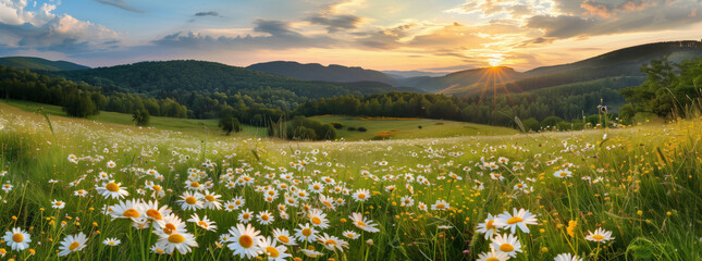 Spring summer meadow with natural colorful panoramic landscape with many wild flowers, wide banner concept