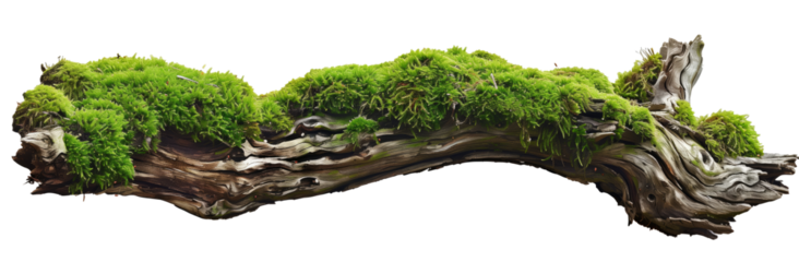 Green moss on wood branch isolated on white background with clipping path 