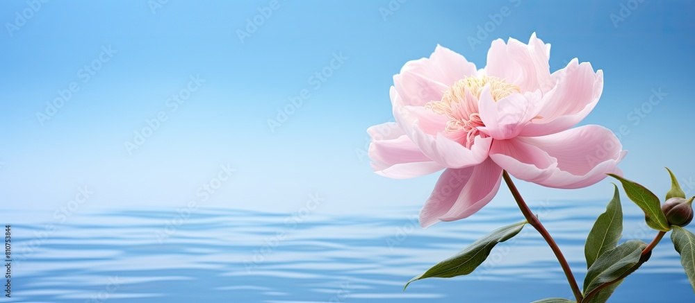 Aufkleber a beautiful pink peony blooms elegantly in front of a vibrant blue background leaving ample space fo