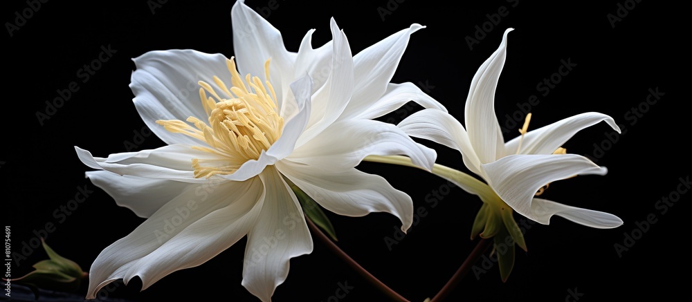 Poster copy space image of a flower featuring a pristine white coloration set against a contrasting black b