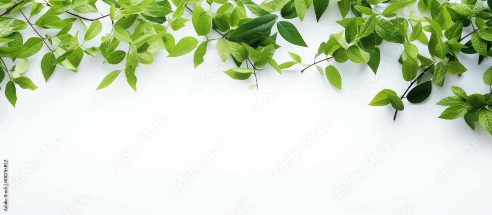 Poster A copy space image showcasing green leaves and branches on a white background creating a natural and refreshing texture that relates to the Earth Day concept