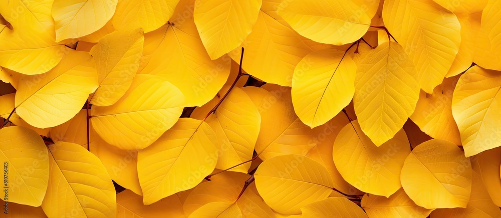 Poster a vibrant display of yellow birch leaves perfect for a copy space image