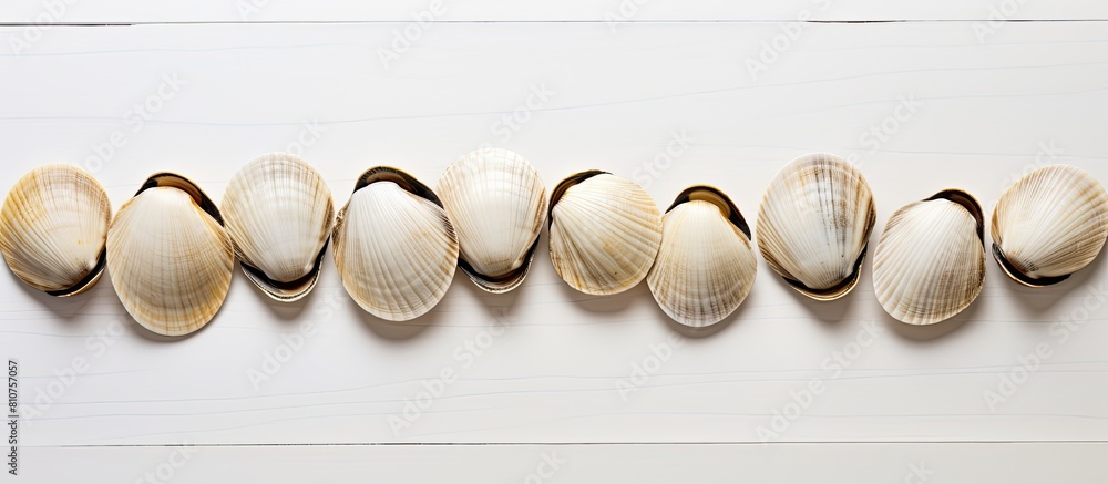 Poster A copy space image of clams set against a white background