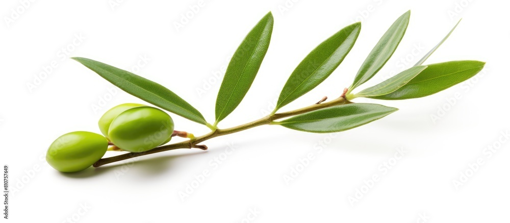Poster Isolated on a white background there is a copy space image of a fresh green olive branch