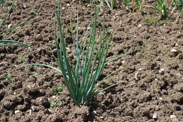 Plant de ciboulette échalote dans le jardin