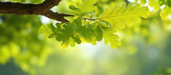 Beautiful view of bright juicy oak leaves illuminated by sunlight against a blurred green background perfect for copy space image
