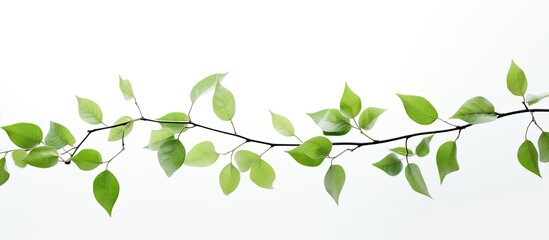 Obraz premium A stunning branch of green leaves against a white background perfect for adding copy space to your images