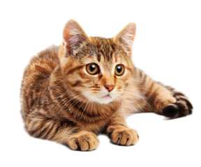 A cat isolated on white transparent background, PNG File. Perfect for clipart	
