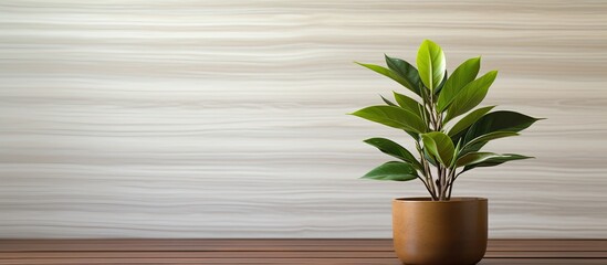A green plant sits in a white pot against a backdrop of a wooden surface creating a copy space image