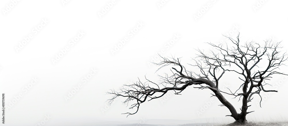 Poster a silhouette of a dried tree against a white background leaving copy space for an image
