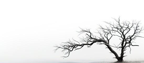 Obraz premium A silhouette of a dried tree against a white background leaving copy space for an image