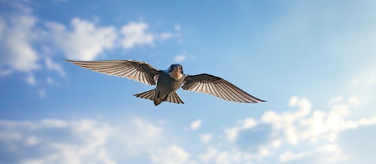 Fototapeta premium A Rough winged swallow is seen flying to the right in a blue sky with copy space on the right