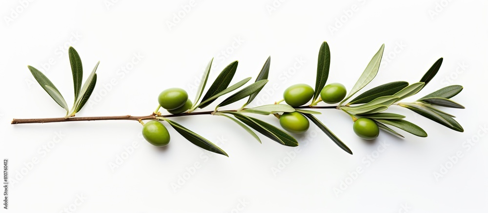 Wall mural isolated on a white background there is a copy space image of a fresh green olive branch - Wall murals