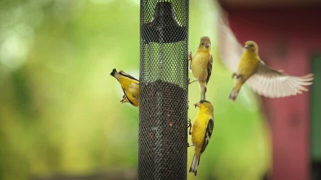 Small group of yellow finch birds flying to bird feeder, feeding outdoors in beautiful garden. Slow motion.
