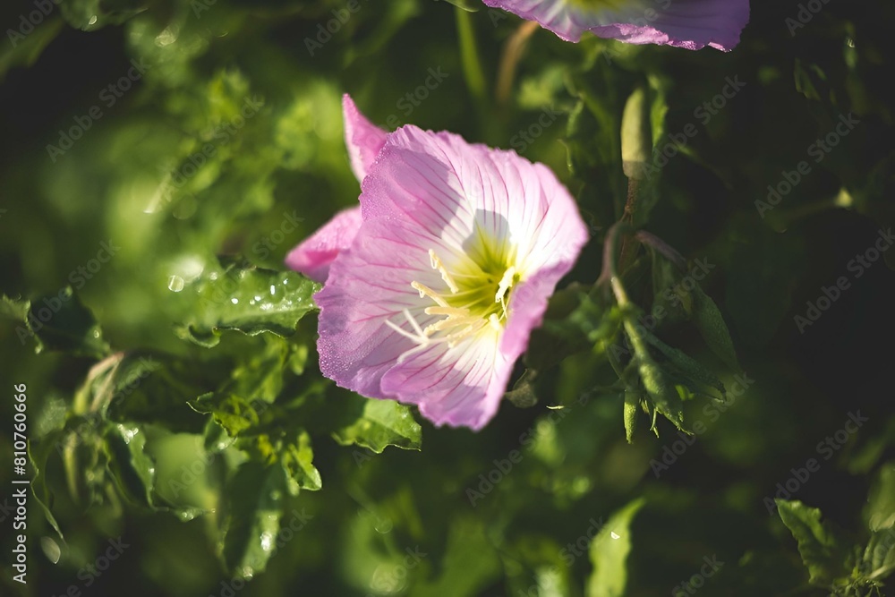 Sticker three small pink flowers with green leaves around them near the ground