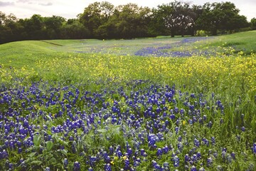 Field with Bluebonnets flowers and green grass in the afternoon