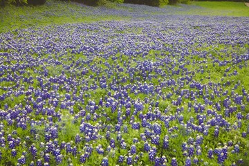 Naklejka premium Field with Bluebonnets flowers and green grass in the afternoon